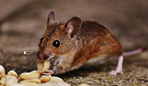 24 Hour & Emergency Exterminators in Poplar Grove, IL